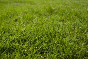 West Green garden turfing